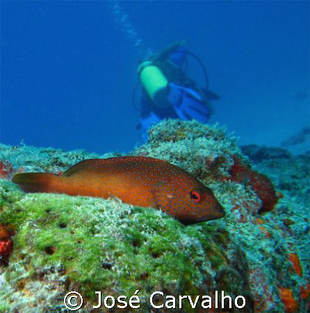 Grouper "relaxing" as Diver goes away, Barreirinha, Natal... by José Carvalho 
