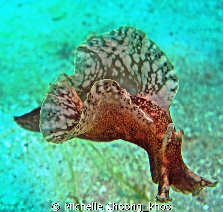 a common sea slug transformed....showing there is beauty ... by Michelle Choong_khoo 