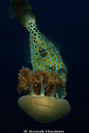 A scribbled filefish, Aluterus scriptus, nibbling on a je... by Anouk Houben 