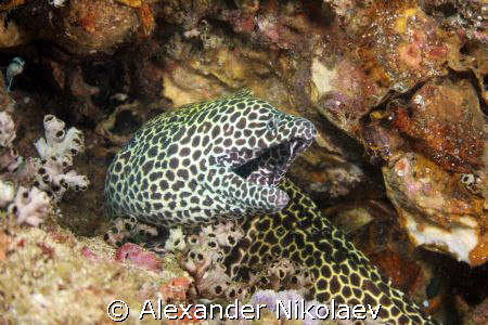 Black-spotted moray. Lima rock, Musandam, Gulf of oman, N... by Alexander Nikolaev 