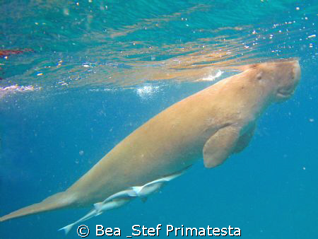 "To the air", Dugong dugon. by Bea & Stef Primatesta 