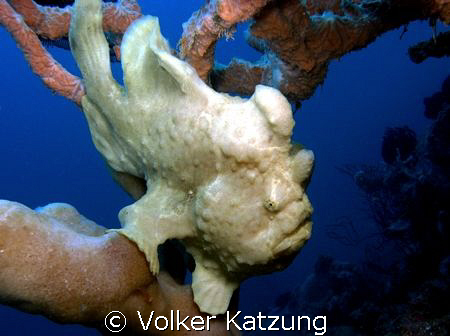 Anglerfish by Volker Katzung 