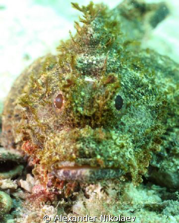 Stonefish. Dibba Rock, Gulf of Oman, Fujeira, U.A.E.
Cam... by Alexander Nikolaev 