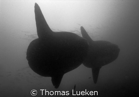 2 Mola Mola , Galapagos, Nikonos V by Thomas Lueken 