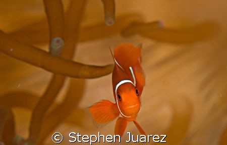 Found Nemo, PNG has lots of annenomies and cute clown fish by Stephen Juarez 