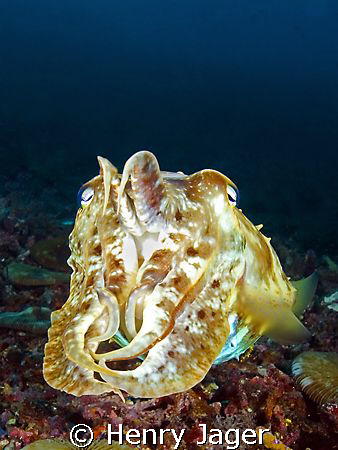 "Cuttlefish" from Raja Ampat, West Papua  by Henry Jager 