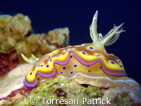 nudibranch by Torresan Patrick 