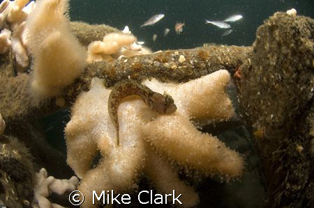 Yarrels Blenny close up with schooling pollack in backgro... by Mike Clark 