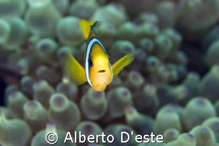 Clown Fish - Nikon D70S, 50mm, Ikelite DS125 in manual, 80ms by Alberto D'este 