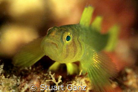Golden Green Goby, endemic to Hawaii.  by Stuart Ganz 