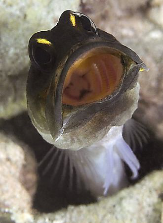 Unfortunately no eggs - but cool to watch this jawfish cl... by John M Akar 
