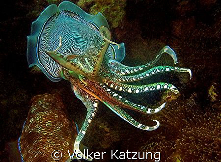 Cuttlefish by Volker Katzung 