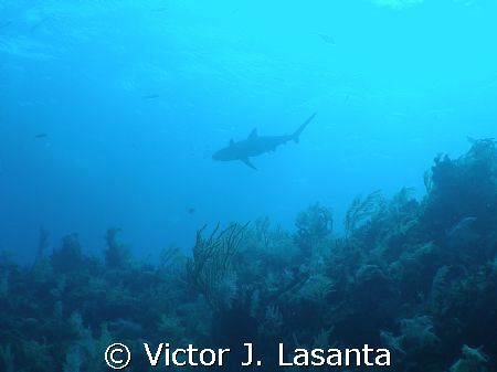 in to the blue!!!! reef shark on shark wall dive site in ... by Victor J. Lasanta 