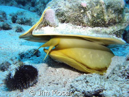 Horned Helmet getting ready to eat urchin.  If you look c... by Jim Moser 