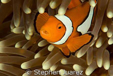 Clown fish Oh No! by Stephen Juarez 