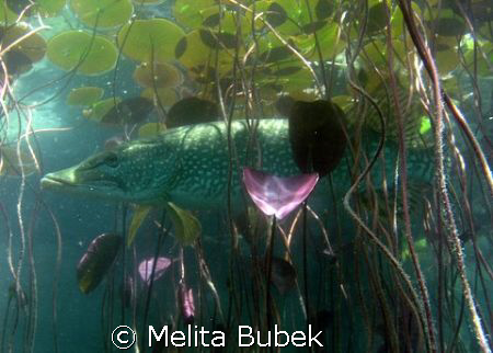 Pike / 2m depth / Bled Lake, May 08  by Melita Bubek 