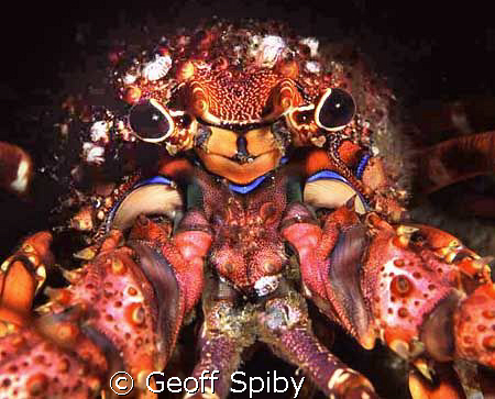 east coast rock lobster, Aliwal Shoal, South Africa by Geoff Spiby 