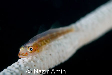 Whip goby, potrait by Nazir Amin 