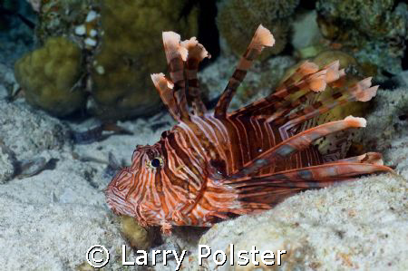 Wakatobi, Lionfish at rest, D70, twin Ikelite D-125 strobes by Larry Polster 