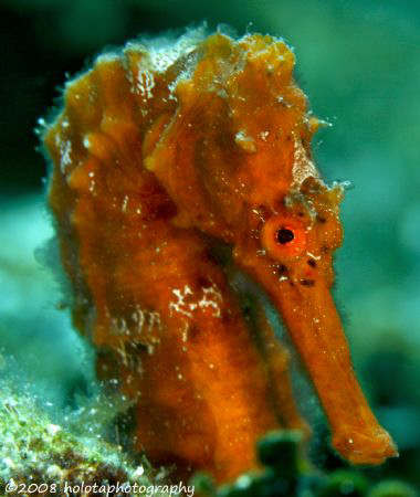 There were three seahorses together. The orange one was v... by Paul Holota 