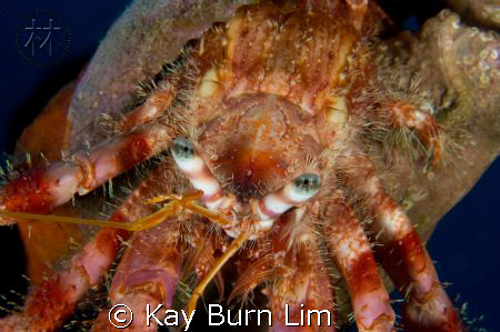 Hermit Crab taken in Bodrum, Turkey. D300, 60mm Macro & W... by Kay Burn Lim 