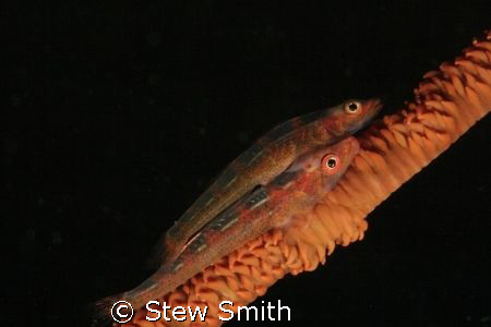 whip coral goby's 60mm macro woody diopter - full frame by Stew Smith 