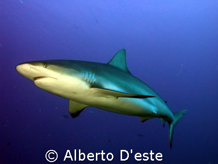 Green shark in Jardines de la Rejna - Cuba by Alberto D'este 