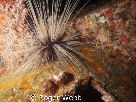 coral and urchin, night dive on "Veronica." by Roger Webb 