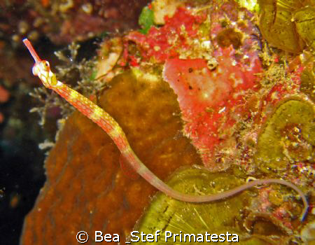 Pipefish. Corythoichthys nigripectus. by Bea & Stef Primatesta 