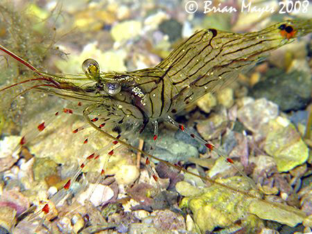 Glass Shrimp (Palaemon affinis) in shallow water of Rangi... by Brian Mayes 