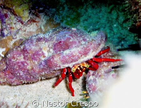 Hermit Crab, Diving at Culebra, P.R. by Nestor Crespo 