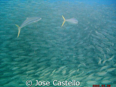 Predators! I watched this couple of Cobia fishes taking t... by Jose Castello 
