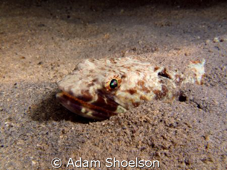 This lizard fish allowed a very close approach during a n... by Adam Shoelson 