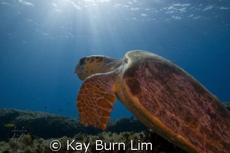 Loggerhead Turtle. This fella was massive with a span of ... by Kay Burn Lim 