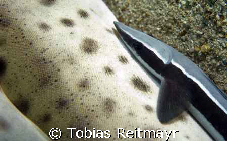 Remora on Leopard Shark, taken at Bida Nok, Phi Phi Islands by Tobias Reitmayr 