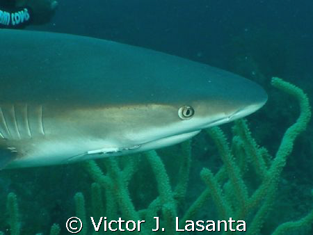 close up of a reef shark in shark arena dive site at Baha... by Victor J. Lasanta 