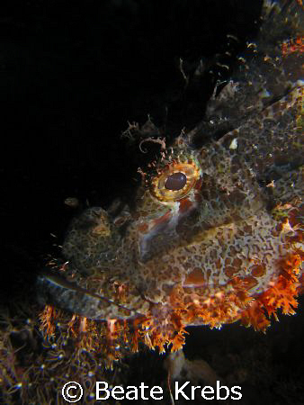 Scorpionfish , Canon S70 with Macro Lens  by Beate Krebs 