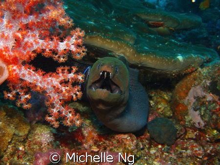 I didn't know moray eel has another row of teeth in the c... by Michelle Ng 