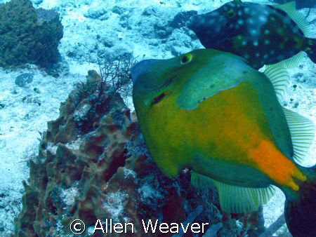 Spotted Triggerfish by Allen Weaver 