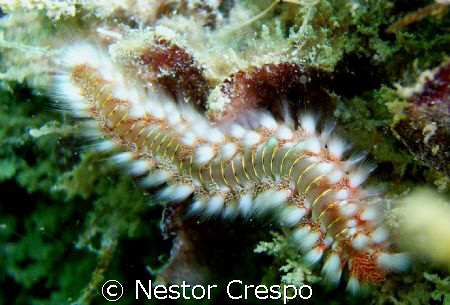 Bristle Worm, Diving at Cerro Gordo, Vega Alta P.R. by Nestor Crespo 