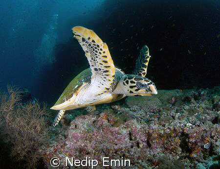 Hawksbill turtle, Nikon D200, Maledives by Nedip Emin 