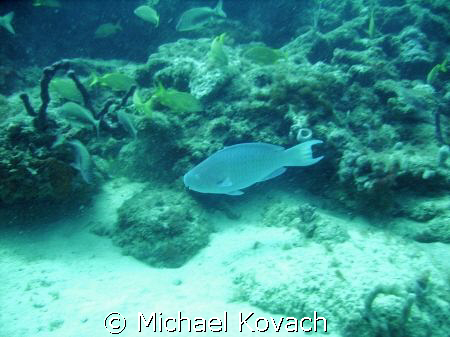 Blue Parrot Fish on the inside reef at Lauderdale by the Sea by Michael Kovach 