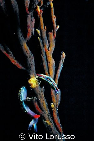 Nudibranchs - Turidilla hopei
 by Vito Lorusso 