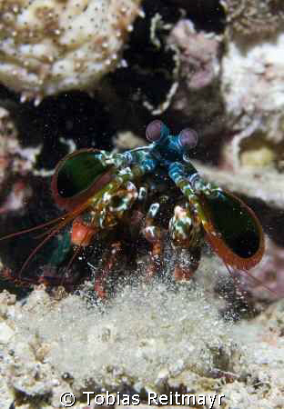 Cleaning out the closet, Mantis shrimp, Bida Nok, Phi Phi... by Tobias Reitmayr 