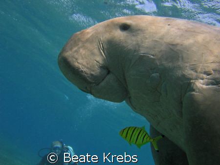 Smiling Dugong right after taking a breath, Canon S70  by Beate Krebs 