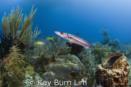 This barracuda was 4ft long and the picture was taken jus... by Kay Burn Lim 