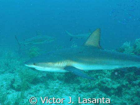  sharky!!! reef shark at heneken wall dive site in BAHAMA... by Victor J. Lasanta 