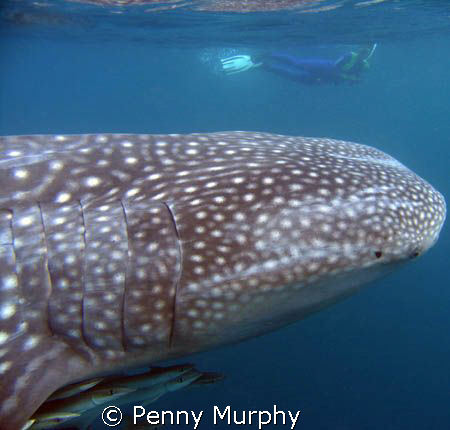 Huge .... whaleshark, Ningaloo Reef - Coral Bay by Penny Murphy 