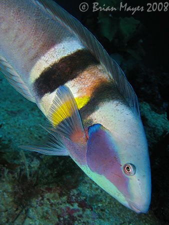 This handsome fish is a male Sandager's Wrasse (Coris san... by Brian Mayes 