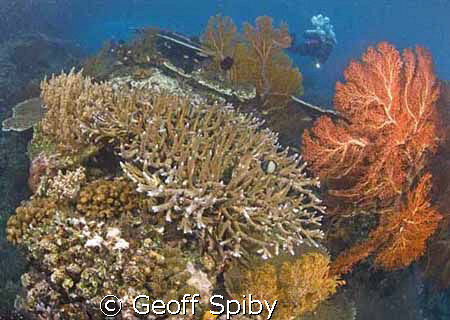 reeflife -Raja Ampat by Geoff Spiby 